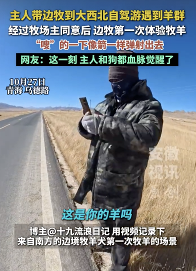 牧羊犬主人經(jīng)過牧區(qū) 帶小狗體驗?zāi)裂?></a><h3 class=