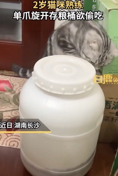 猫咪单爪熟练旋开存粮桶欲偷吃