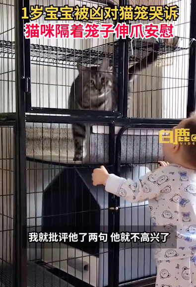 宝宝被骂扒猫笼哭诉获猫咪摸头安慰 猫：你等我出的！