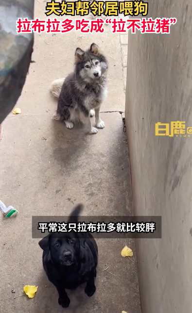 夫妻帮邻居喂狗拉布拉多变拉不拉猪