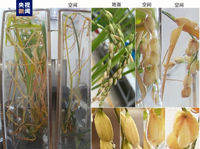 國際首次！中國空間站種出的水稻種子回家了