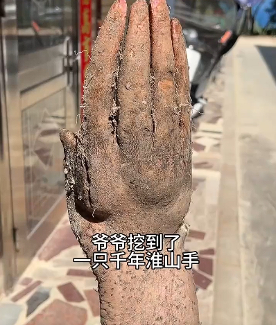 老人挖出酷似人手的“淮山手”