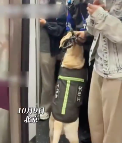 工作犬坐地铁被挤得两脚站 网友：小狗这班上得烧心呐