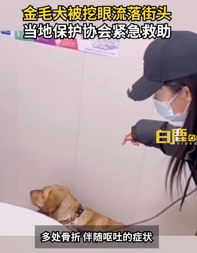 金毛眼球被抠流落街头被救后离世