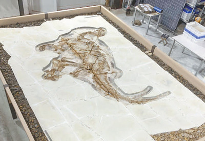 河北发现完整“热河生物群”恐龙化石