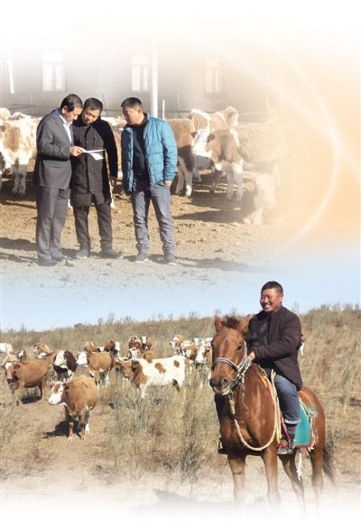 在内蒙古兴安盟科右中旗，农牧民可以用牛作为抵押物向银行申请贷款 新型抵押贷 带来好日子