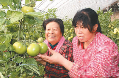 科学种植助脱贫