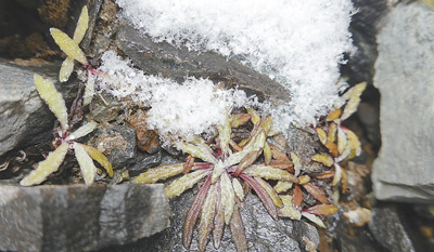 海拔6212米采集 零下20摄氏度保存 珠峰种子萌发记