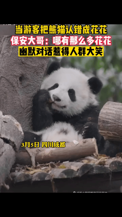 大熊猫花花粉丝人山人海 网友：好想把花花抱回家