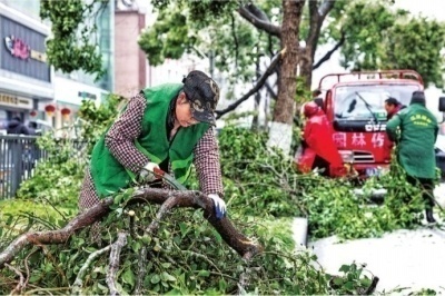 一场冻雨大雪为何压断了那么多树？十年来树木受损最严重的一次！