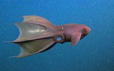 中国科学家在南海发现新物种拟幽灵蛸 深海神秘新成员