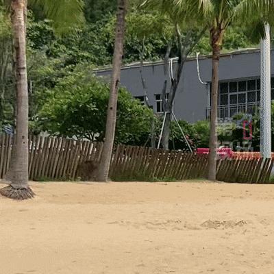 深圳大梅沙惊现野猪 一女子被撞