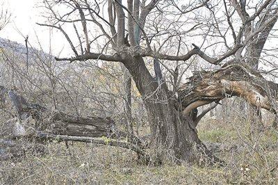 京西多株国槐达标一级古树未挂牌保护 古树保护现状堪忧