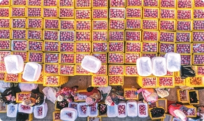 外网追问:中国苹果为何又多又好吃