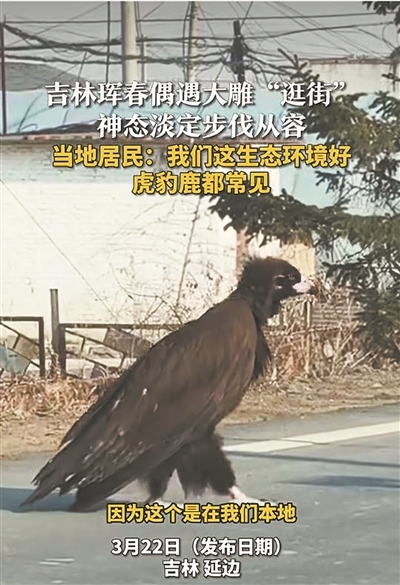 吉林珲春居民偶遇大雕淡定逛街