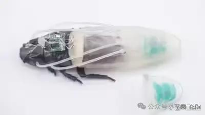 日本科学家给蟑螂穿上潜水服 开启水下救援新纪元