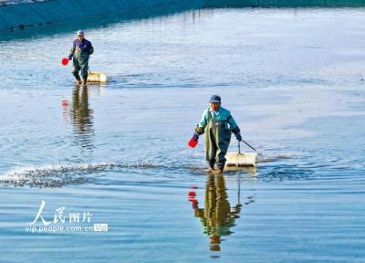 安徽芜湖：虾塘管护忙