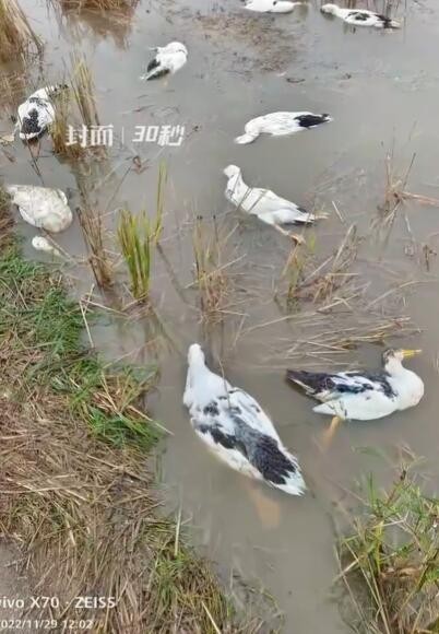 老人养的近4000只鸭子被投毒