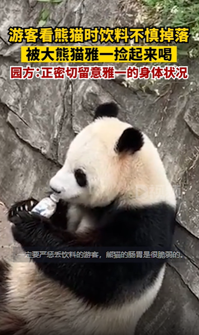 游客饮料掉落被大熊猫捡来喝 网友：建议加入黑名单 