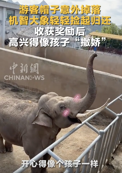 旅客帽子掉落 大象轻轻捡起了债