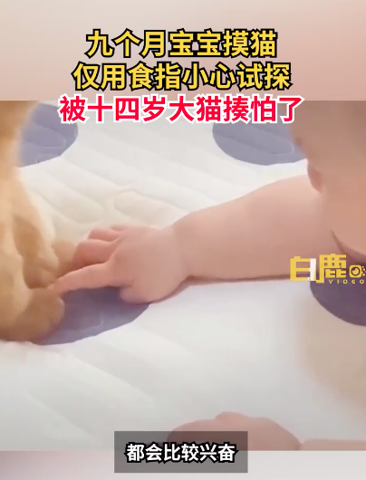 小手太“卑微”了！宝宝小心翼翼用手指摸猫惨遭嫌弃
