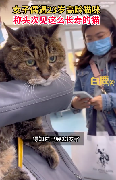23岁猫咪被众人围观一脸淡定 快来膜拜猫届的老祖宗