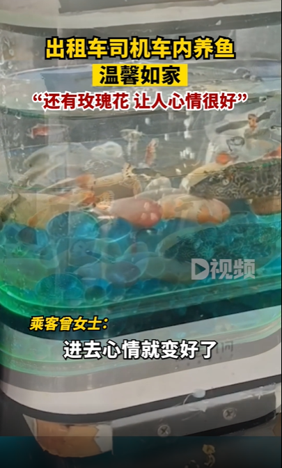 司机出租车内放鱼缸养鱼 网友好奇：“鱼会晕车不”