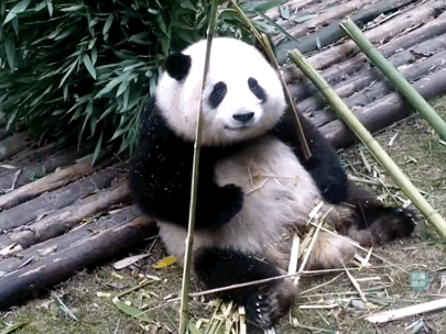 熊貓花花遭弟弟欺負了 果然弟弟犯賤是不分物種的