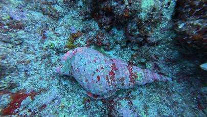 黄岩岛珊瑚礁生态调查 生态系统总体良好但面临威胁