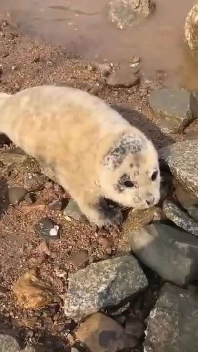 奶凶奶凶的！小海豹连续四天上岸求助