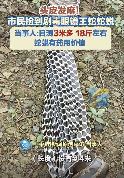 广西一市民捡到剧毒眼镜王蛇蛇蜕