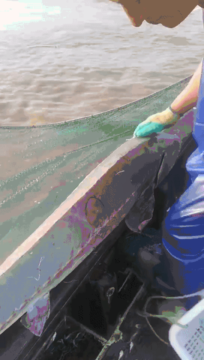 浙江渔民捕获一条50多公斤野生中华鲟 足有两米长