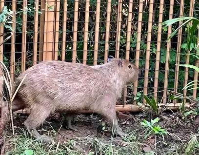 越獄卡皮巴拉已被緝拿歸案 豆包終于回家