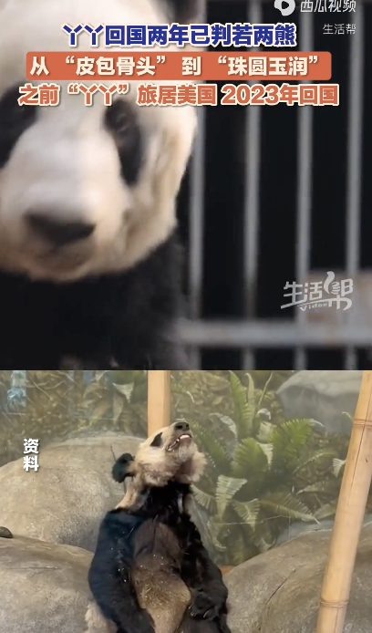 丫丫回国两年判若两熊 身形圆润状态悠闲