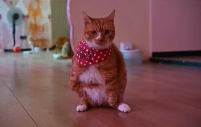 看见生命！这场公益展为无法说话的生命发声