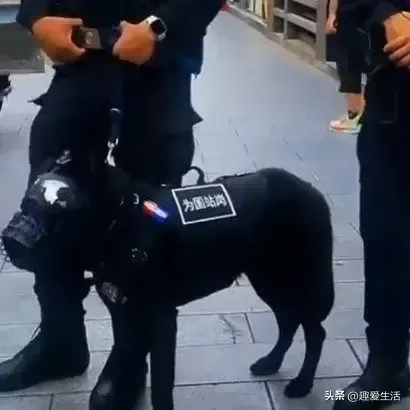 国庆节上海外滩警犬“为国站岗”