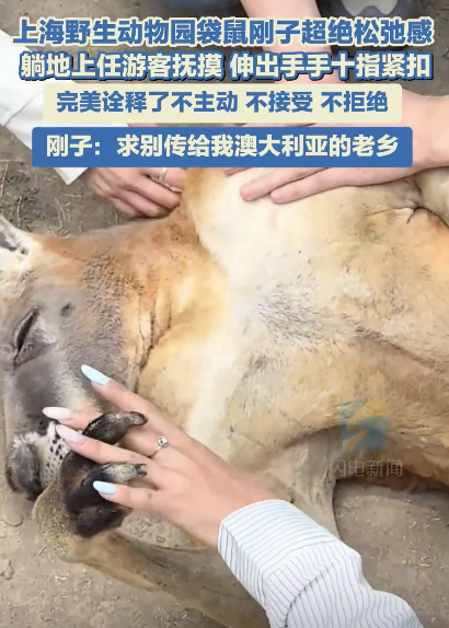 上海動(dòng)物園袋鼠和游客十指緊扣超絕松弛感