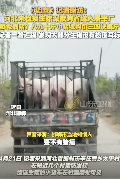 河北未檢疫生豬被連夜送河南，疑似病豬,！
