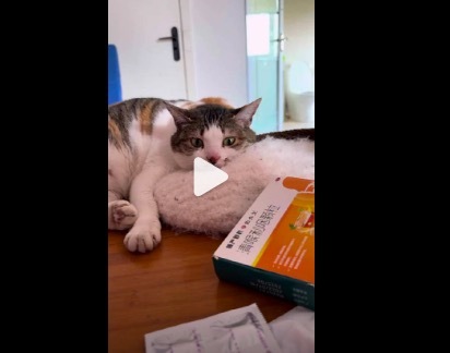 猫 回避依恋型人格