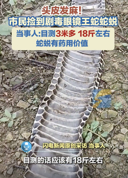 广西一市民捡到剧毒眼镜王蛇蛇蜕
