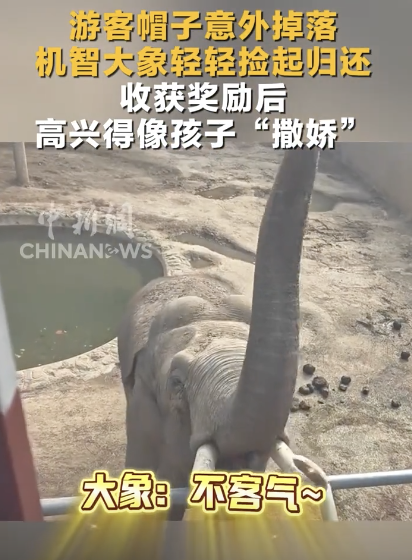 旅客帽子掉落 大象轻轻捡起了债