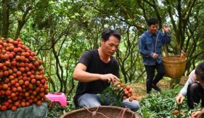 全球每3颗荔枝就有1颗来自广东 占世界的三分之一以上