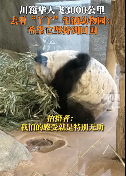 川籍华人飞3000公里看望丫丫落泪：快点接它回去吧 看不下去了