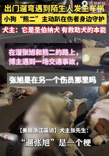 救助犬遛彎遇車禍主動趴下守護傷者