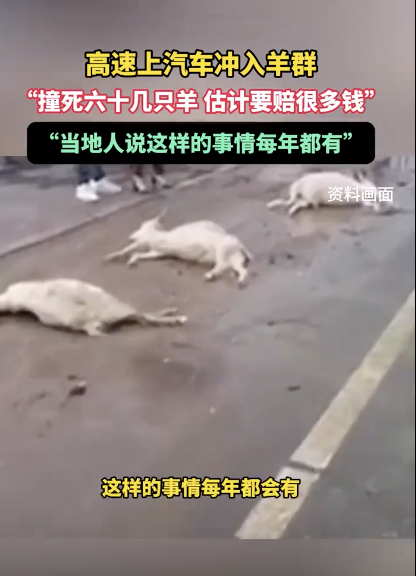 汽车冲向羊群撞死几十只羊：当地人说这样的事情每年都有