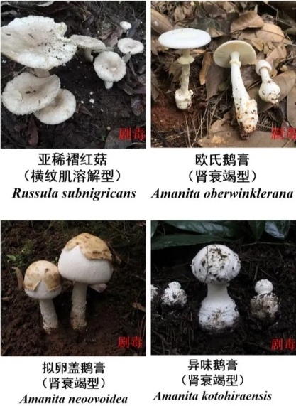 鲜艳的蘑菇才有毒？错了！常见毒蘑菇图鉴请收藏