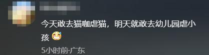 女子猫咖虐猫致死呼唤反虐待动物法 残忍行为引发社会关注