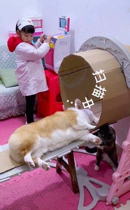 女孩用纸箱给狗狗拍CT