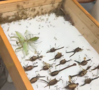 买一送N 蟑螂标本孵出无数小蟑螂