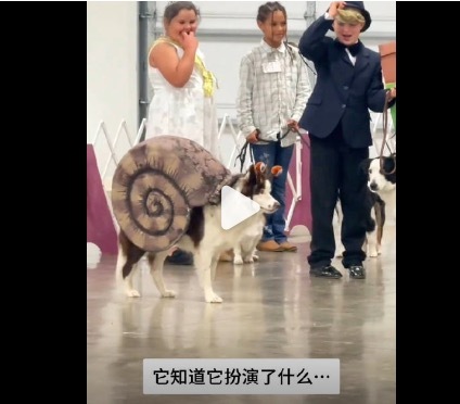狗狗知道自己正在在扮演一只蜗牛 网友:“演技封神”